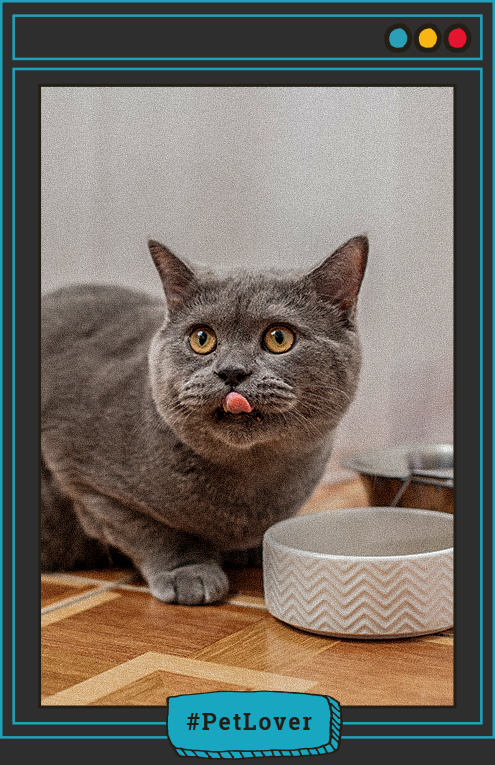 signos de desnutrición en gatos